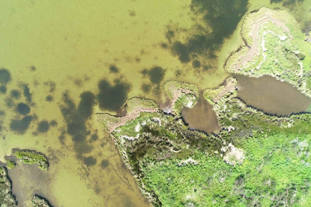 Rodanthe Seagrass Monitoring Photo