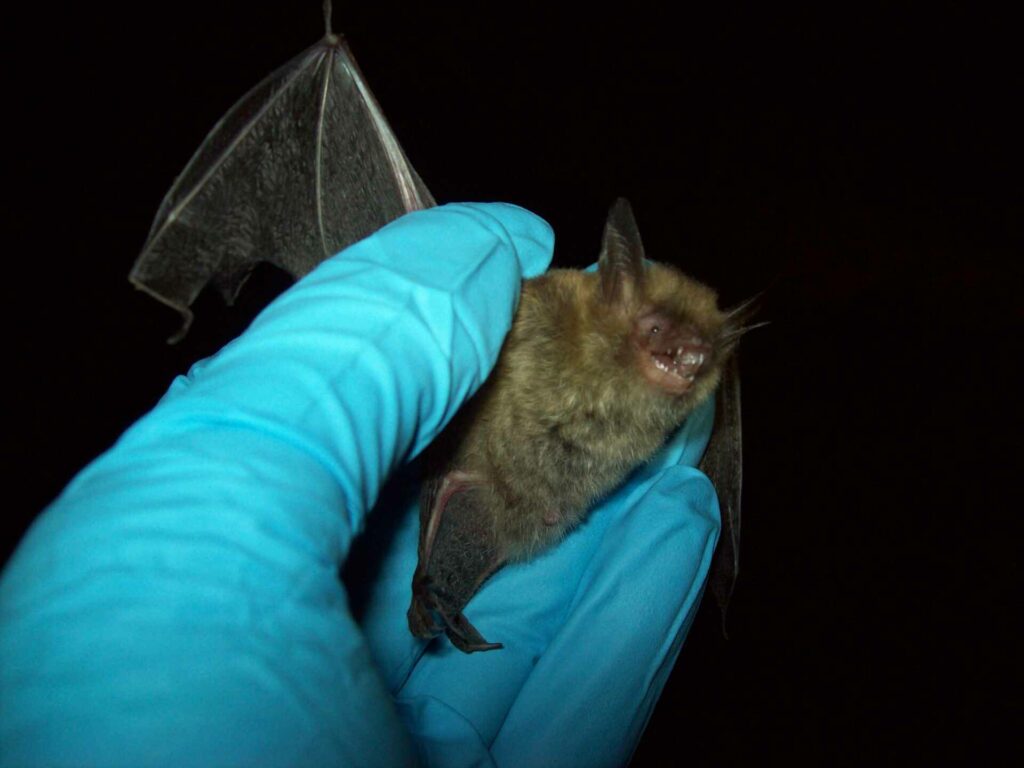 Northern Long-Eared bat