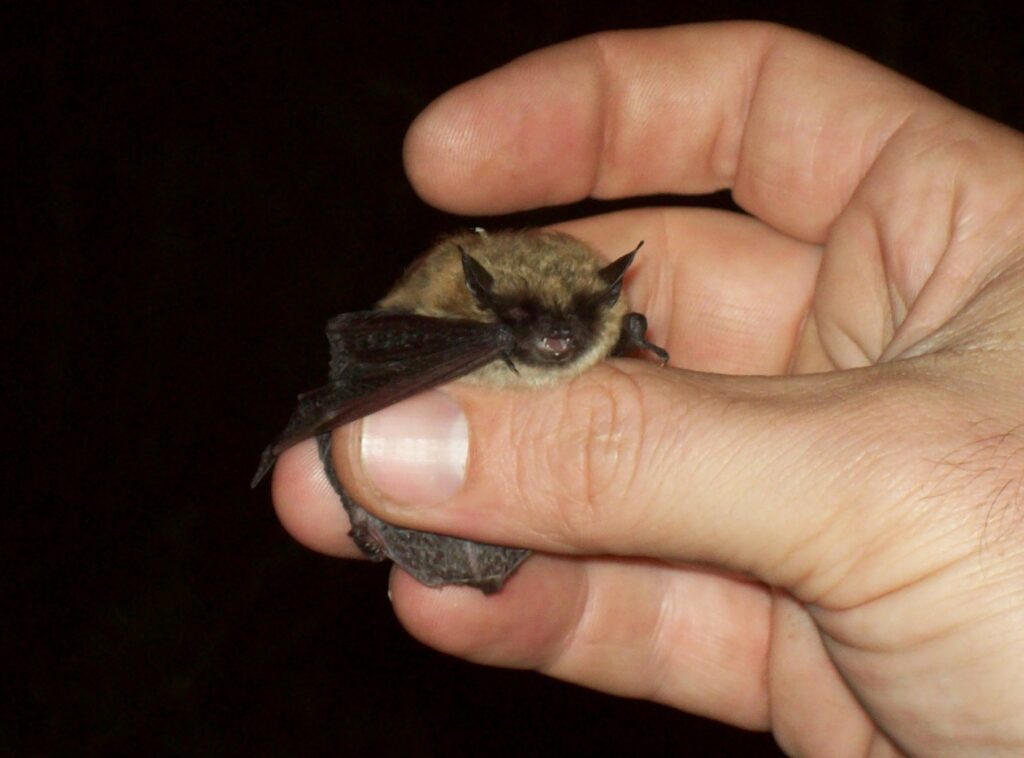 Northern Long-Eared bat