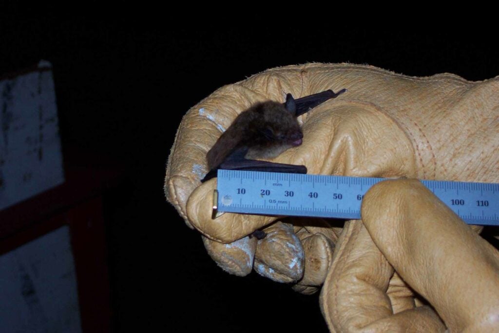 A Northern Long-Eared bat only 30 millimeters long