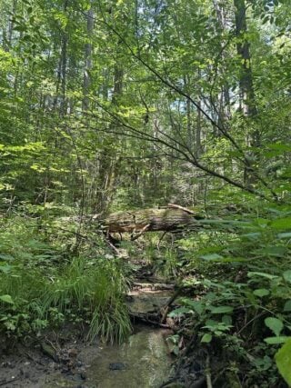 Shaded forested stream with dense greenery and a fallen tree forming a natural bridge over the water.