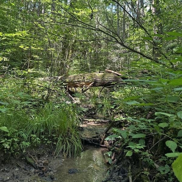 Shaded forested stream with dense greenery and a fallen tree forming a natural bridge over the water.