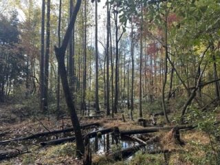 Dense woodland wetland with tall trees, fallen logs, and shallow reflective water on the forest floor.