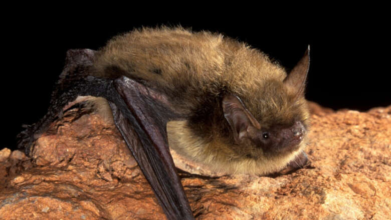 Little brown bat resting on a rock.